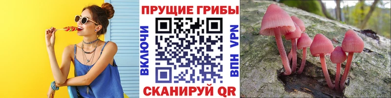 Галлюциногенные грибы Psilocybine cubensis Изобильный